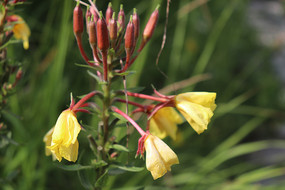 ��ɫ�¼���