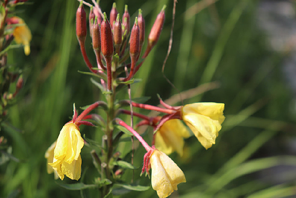 ��ɫ�¼���