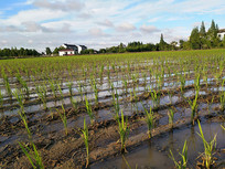 ˮ�絾��Ϧ��