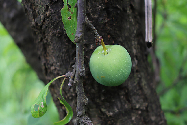 ��֦�ϵ�����