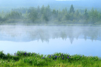 ���˰���ɭ�ֺ���������