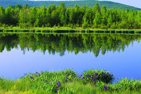 ���˰���ɭ�ֺ�ʪ�ط��