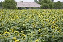 ����é��