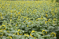 ���տ�����