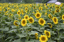 ���տ�ũ��