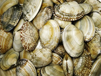 ���ʻ���