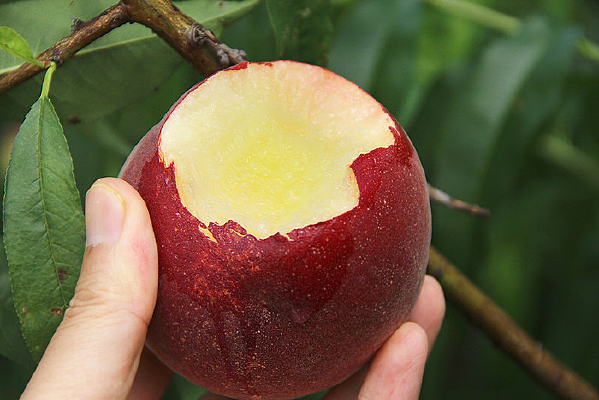 ��Ƥ����