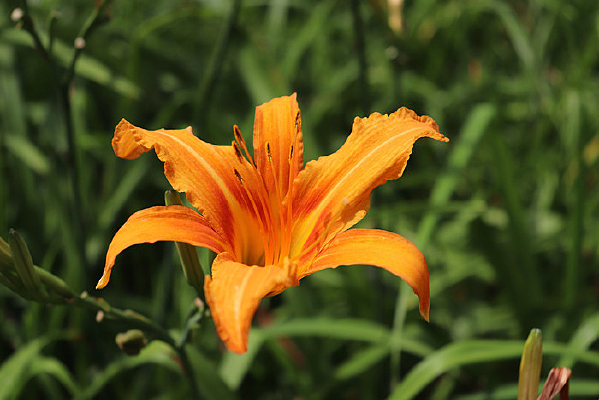 ʢ�������