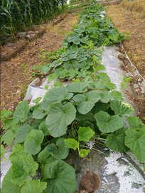 ��Ĥ����