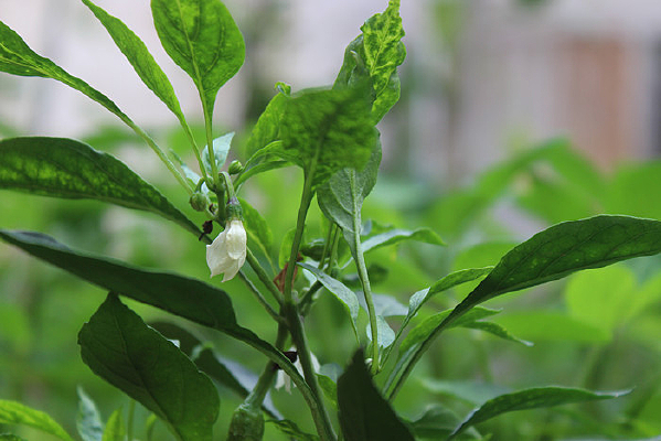 ʢ����������