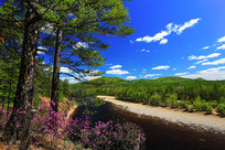 ���˰������ž�ɭ�ַ羰