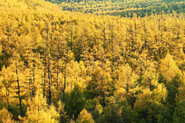 ���˰����ֺ���ɫ