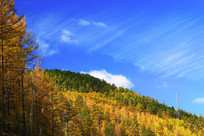 ���˰����ֺ���ɫ