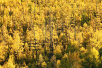 ���˰����＾��ɫɭ��