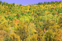 ���˰����＾ɭ�ַ��