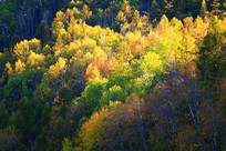 ���˰����＾���ɭ��