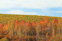 ���˰�����ɽ��Ҷ