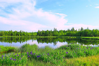 ���˰���ɭ�ֺ���