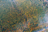 ���ĳ���ɽ�＾ï��ɭ�� 