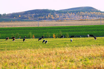 ���ױ��������＾�������ţȺ