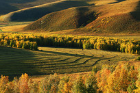 ���ױ���ũ���������ɫ