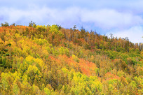 �������ֲ��ַ羰