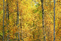 ��ɫ����