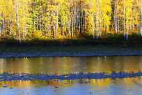 �ֺ�������ɫ