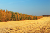 ũ���������ɫ