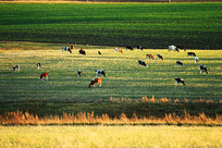 �＾�������ţȺ