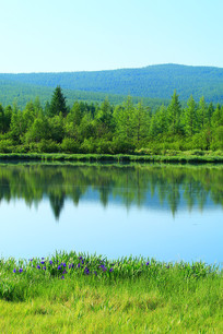 ɭ�ֺ���ֲ���ï