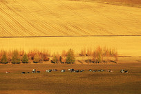 �������ţȺ�ﾰ