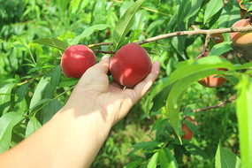 ������԰