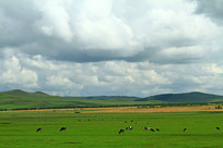 ���ױ�����ԭ����ţȺ