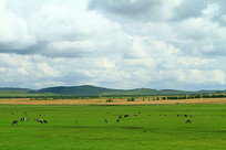 ���ױ�����ԭţȺ