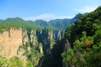 �����żҽ�ɭ��ֲ������