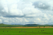 ��ɫ�����ݵ�ţȺ