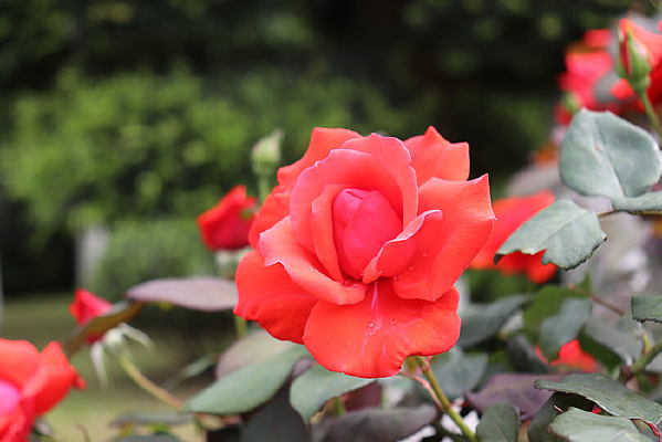 ��ɫ���º�