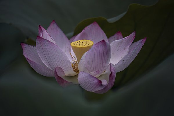 �⾳�ɻ���д