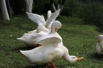 չĶ