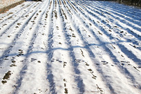 ����ѩ��