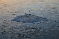 �ɻ������渡��