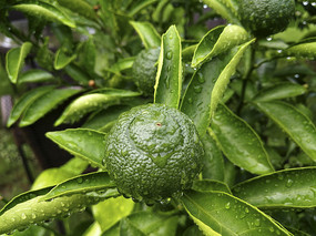 ֦ͷ������