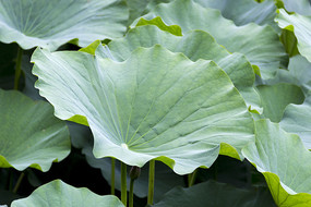 ��Ҷ����Ҷ��