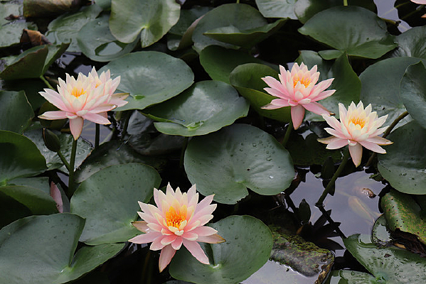 ����˯��