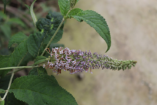 ·�������