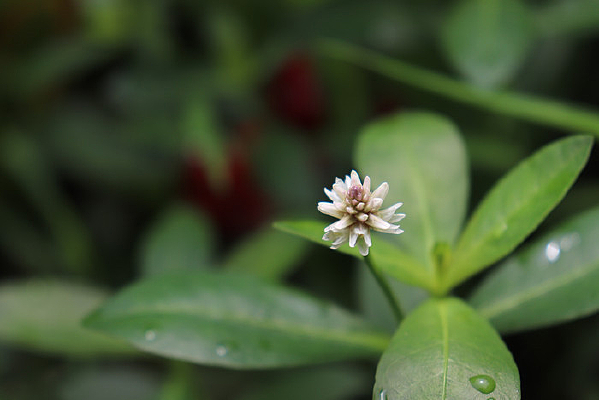 ϲ�����Ӳ�