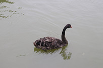 ���е����