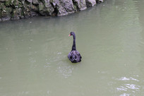 ������Ӿ