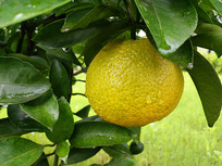 ��Ƥ����